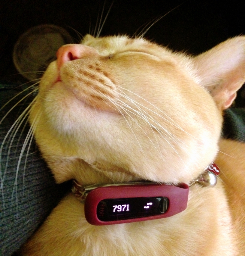 Java wearing his Fitbit tracking device, showing that he has taken 7,971 steps today. No wonder he's tired!